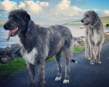 irish-wolfhounds-milltown-house-dingle-kerry-ireland-
