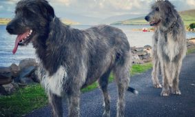 irish-wolfhounds-milltown-house-dingle-kerry-ireland-