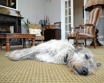 seamus-the-irish-wolfhound-milltown-house-dingle